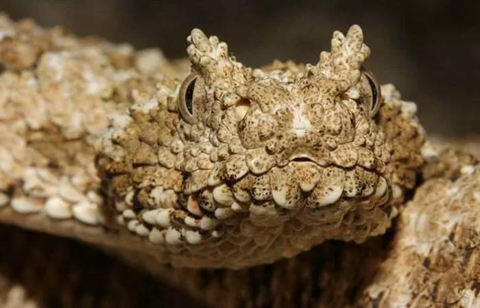 ’毒蛇‘’尾巴伪装成蜘蛛,令无数小鸟上当丧命,小鸟:太难了