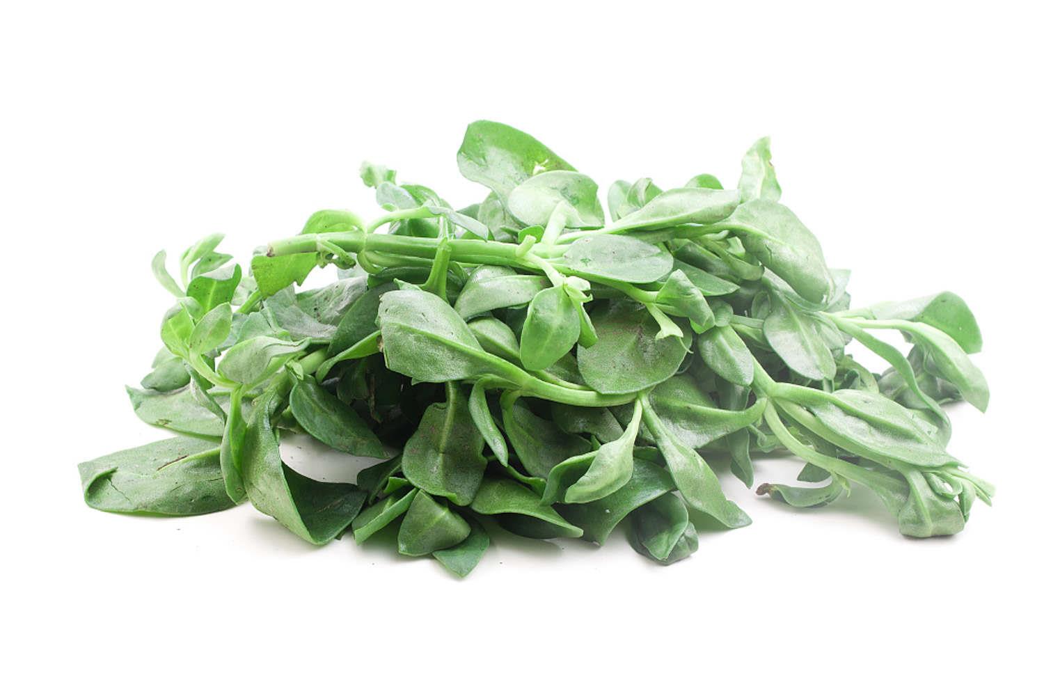 牡丹吊兰 牡丹吊兰