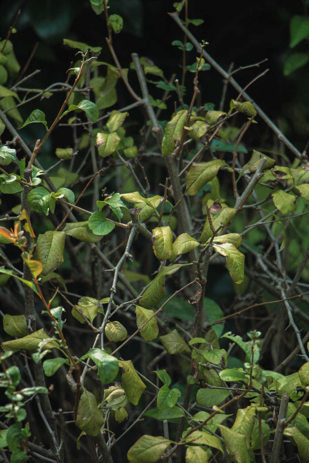 贴梗海棠 贴梗海棠