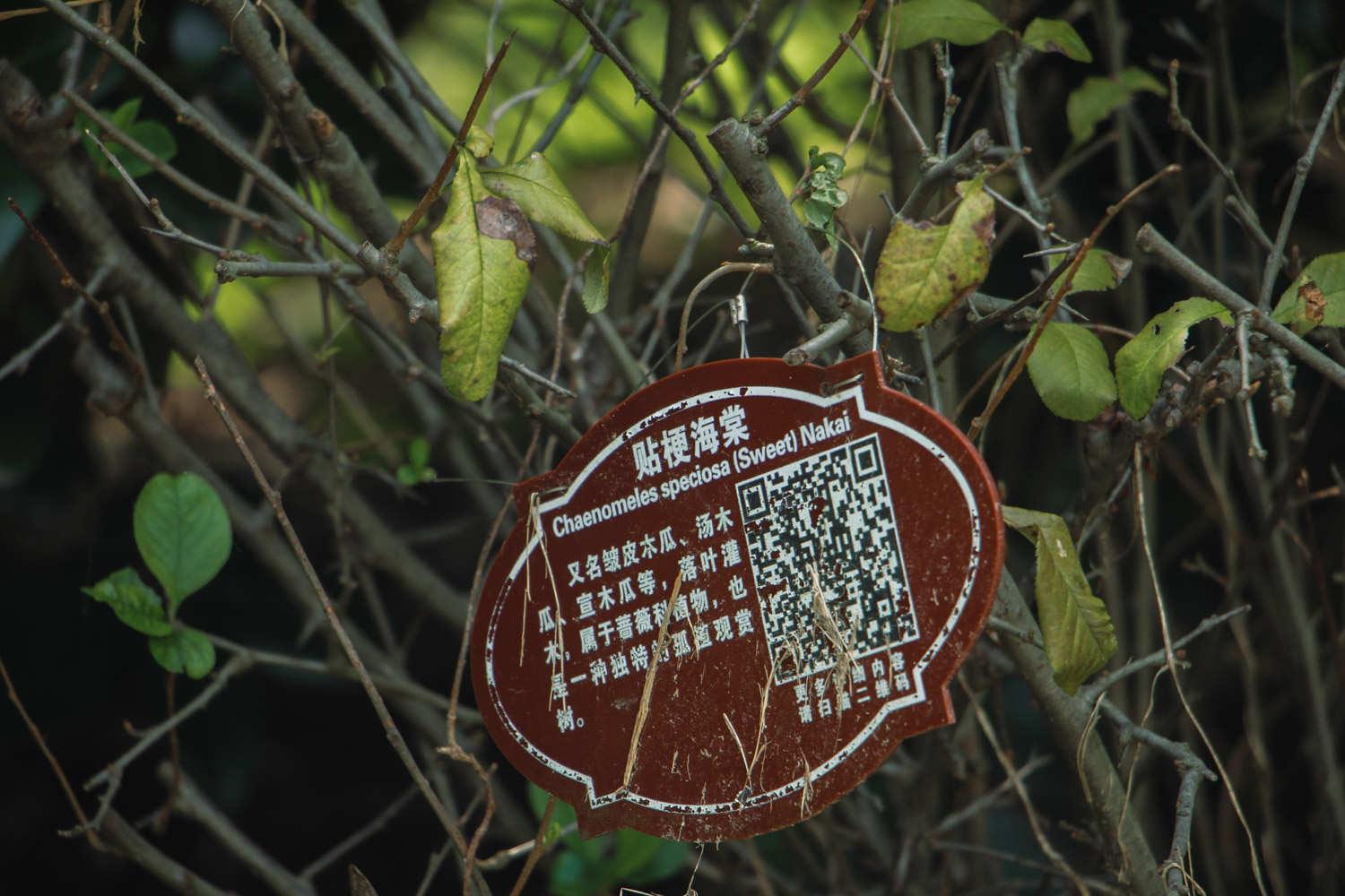 贴梗海棠 贴梗海棠