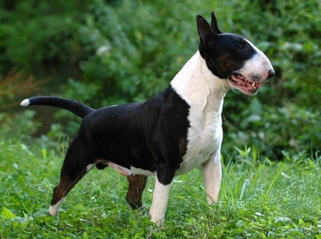 牛头梗的性格好不好，如果想要饲养，我们该注意哪些优缺点？