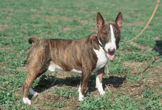 牛头梗的性格好不好，如果想要饲养，我们该注意哪些优缺点？