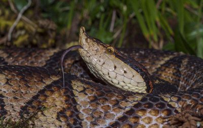 ​探索致富密码，走向人生巅峰，掌握350元一斤的五步蛇养殖小秘诀