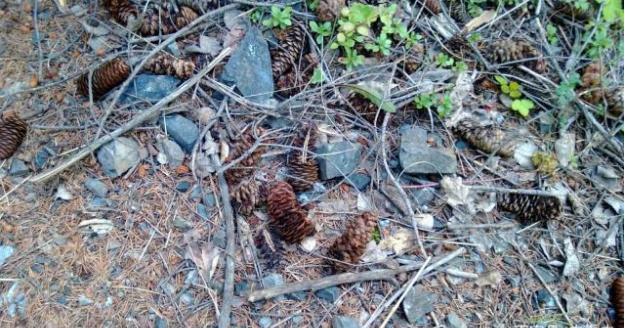 刀砍不动火烧不坏,过去满山没人要,现在很畅销,种子60元一斤