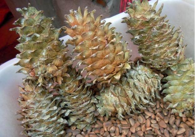 刀砍不动火烧不坏,过去满山没人要,现在很畅销,种子60元一斤