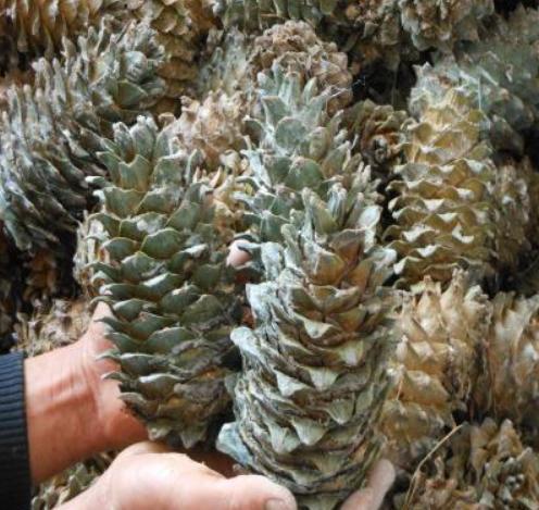 刀砍不动火烧不坏,过去满山没人要,现在很畅销,种子60元一斤