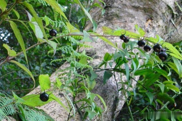 山里这植物名为“金钱豹”,挖到可当人参卖,60元一斤供不应求