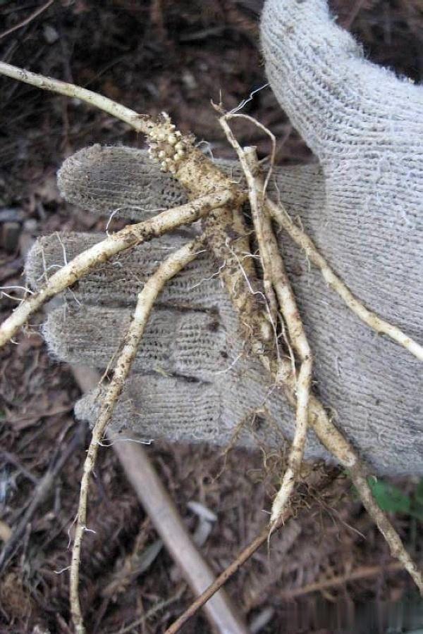 山里这植物名为“金钱豹”,挖到可当人参卖,60元一斤供不应求