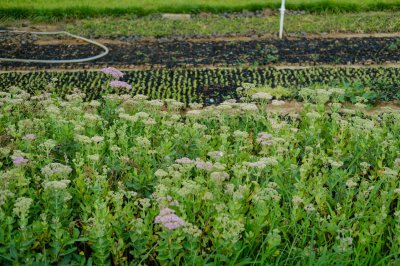 ​八宝景天有什么作用