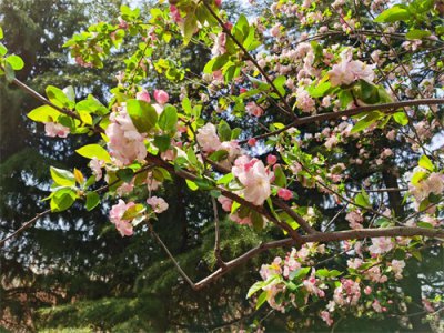 ​海棠怎么繁殖