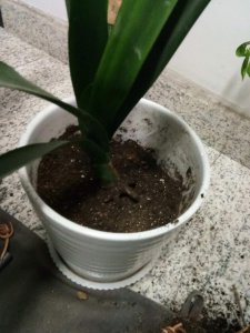 ​君子兰浇啤酒的好处