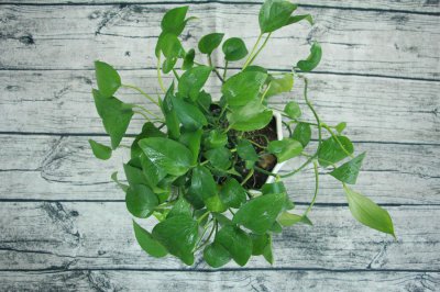 ​绿萝花茶的功效与作用