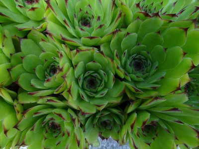 ​盆栽观音莲的养殖方法和注意事项