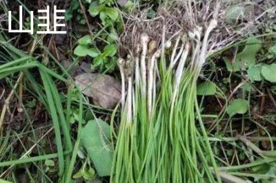 ​山韭和野韭的区别