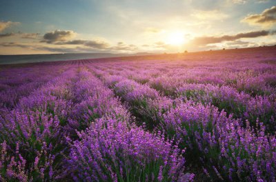 ​薰衣草花语和寓意