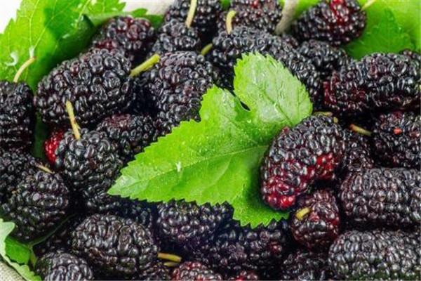 桑葚的副作用是什么 桑葚有什么副作用吗