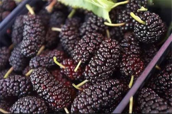 桑葚的副作用是什么 桑葚有什么副作用吗