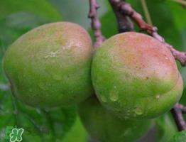 青杏怎么催熟?青杏怎么变黄? 青杏怎么催熟?青杏怎么变黄?