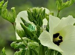 秋葵不焯水能吃吗?秋葵怎么焯水? 秋葵不焯水能吃吗?秋葵怎么焯水?