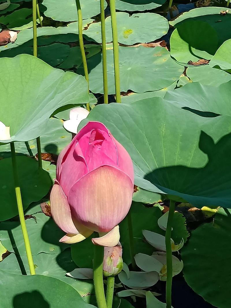 生活中的美好瞬间图片 生活中的美好瞬间图片卡通