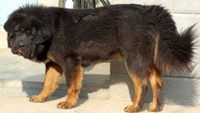 ​沙丁鱼为什么廉价，沙丁鱼为什么廉价很多