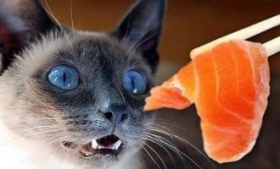 ​折耳猫的由来你知道吗？幼猫时期要怎么分辨是不是折耳呢？