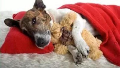 ​银发蓝猫多少钱一只蓝猫英短多少钱一只