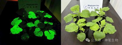​《阿凡达》世界成真！我国科研团队成功打造出高亮发光植物_ZAKER新闻