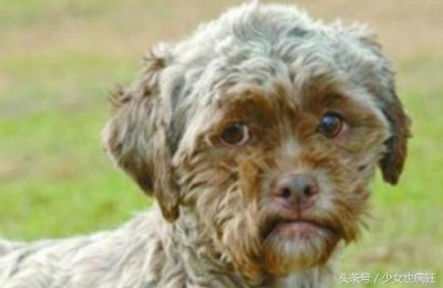 盘点世界十大人面动物,人面犬人头狗身诡异至极