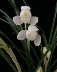 云南莲瓣兰素花极品永怀素