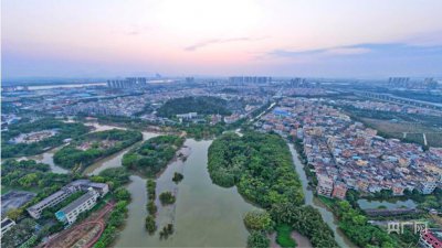 春日里的中国百年古榕冠如云!江门新会小鸟天堂群鸟翩跹