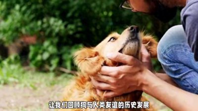 带你了解人与狗数千年的友情 可以不爱,请别伤害