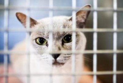 狗狗耳朵里起小红疙瘩狗狗耳朵里面有红色疙瘩