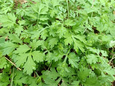 广东人最爱吃的5种野菜,外地人不喜欢,养生价值高,好多人吃过