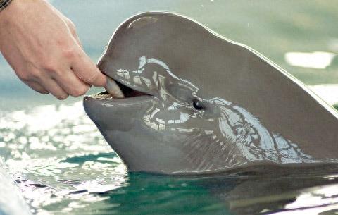 生物图集:白鳍豚