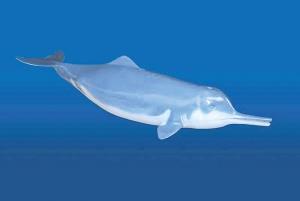 生物图集:白鳍豚