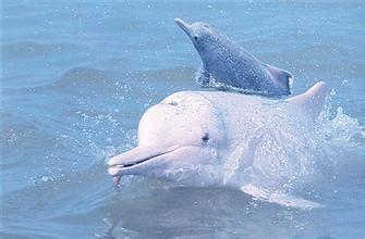 生物图集:白鳍豚