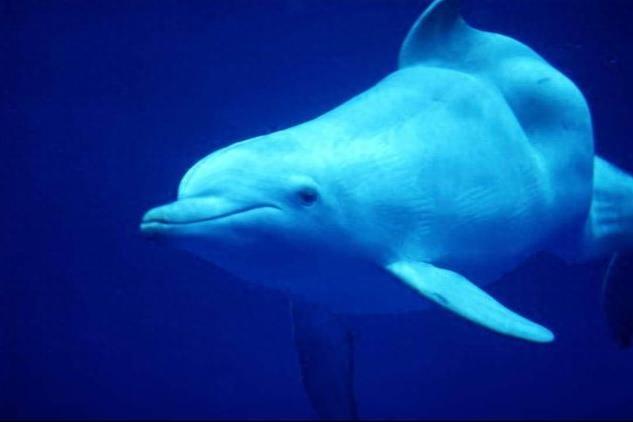 生物图集:白鳍豚