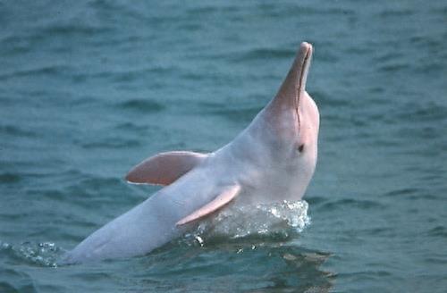 生物图集:白鳍豚