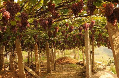 风景图集:葡萄沟风景美图