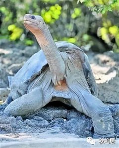 Lonesome George—孤独的乔治