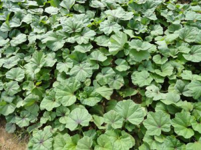 每日一本草-葵菜