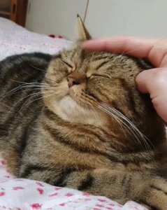 猫咪喜欢被“抚摸”的几个部位,把它摸爽了,会更爱你