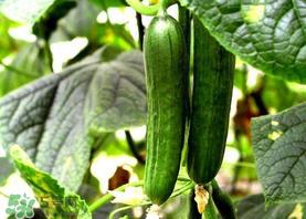 7月份能种黄瓜吗?七月份可以种黄瓜吗? 7月份能种黄瓜吗?七月份可以种黄瓜吗?