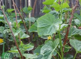 7月份能种黄瓜吗?七月份可以种黄瓜吗? 7月份能种黄瓜吗?七月份可以种黄瓜吗?