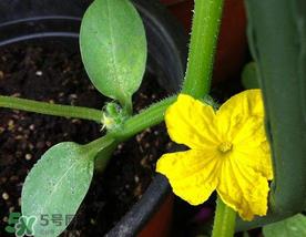 7月份能种黄瓜吗?七月份可以种黄瓜吗? 7月份能种黄瓜吗?七月份可以种黄瓜吗?