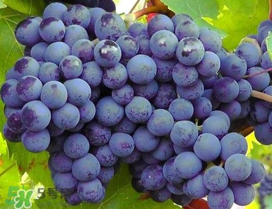 巨峰葡萄是哪里的？巨峰葡萄产地