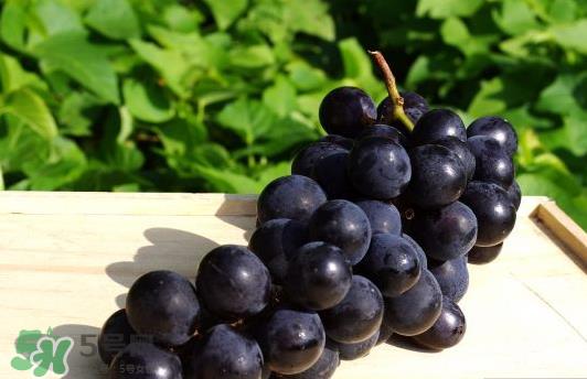 巨峰葡萄是哪里的？巨峰葡萄产地