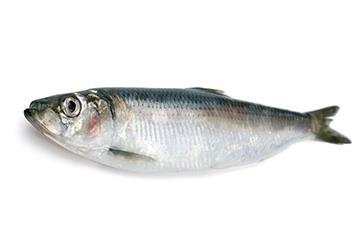 青鱼是淡水鱼还是海鱼?青鱼是淡水鱼吗? 青鱼是淡水鱼还是海鱼?青鱼是淡水鱼吗?