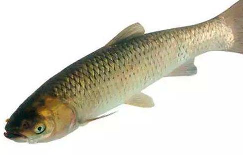 青鱼是淡水鱼还是海鱼?青鱼是淡水鱼吗? 青鱼是淡水鱼还是海鱼?青鱼是淡水鱼吗?